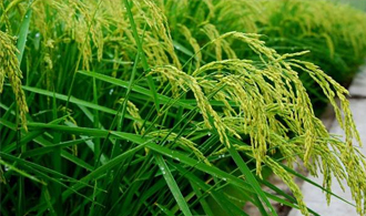 2018年水稻的“一壞一好”，農家怎么看